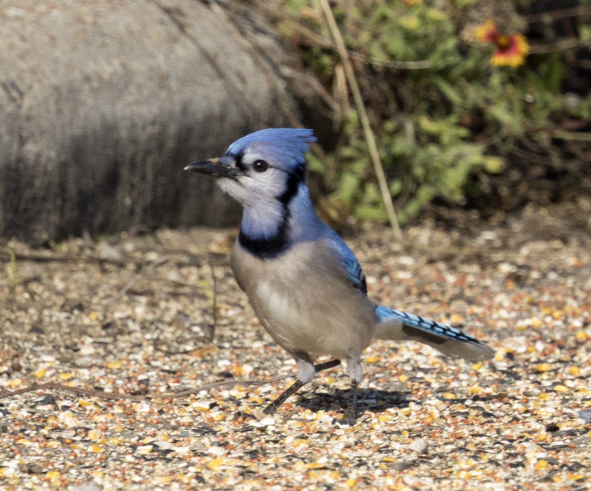Blue Jay - ML647057391