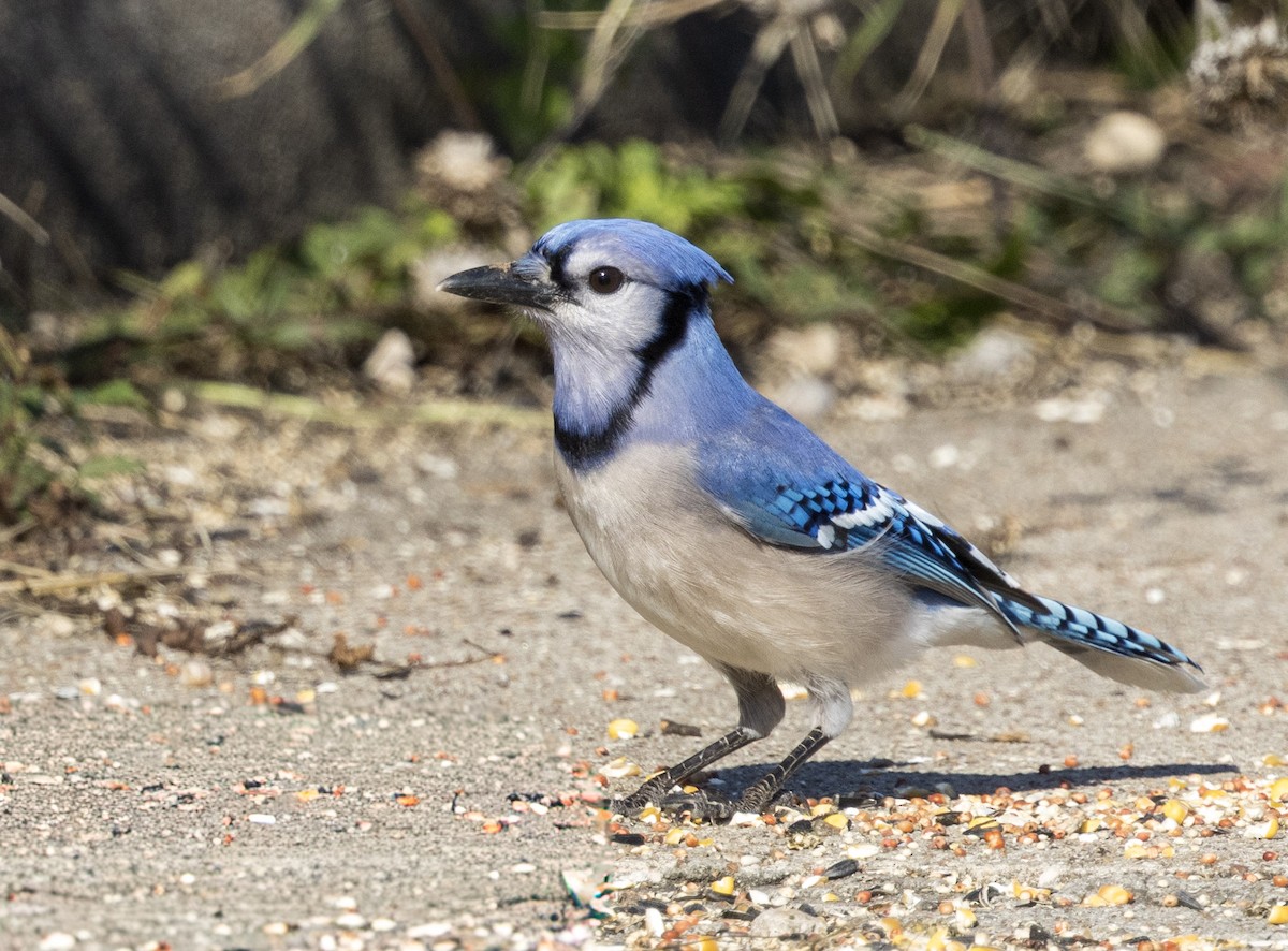 Blue Jay - ML647057392