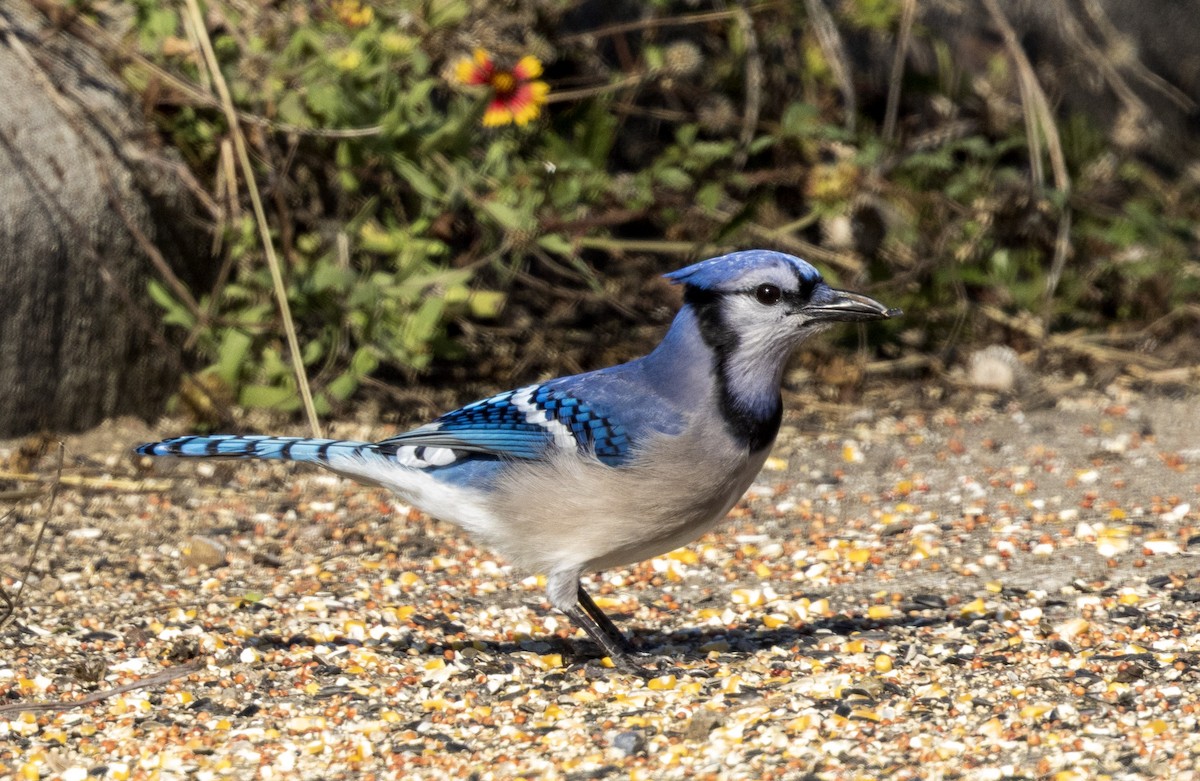 Blue Jay - ML647057393