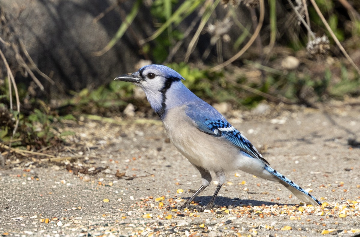 Blue Jay - ML647057394