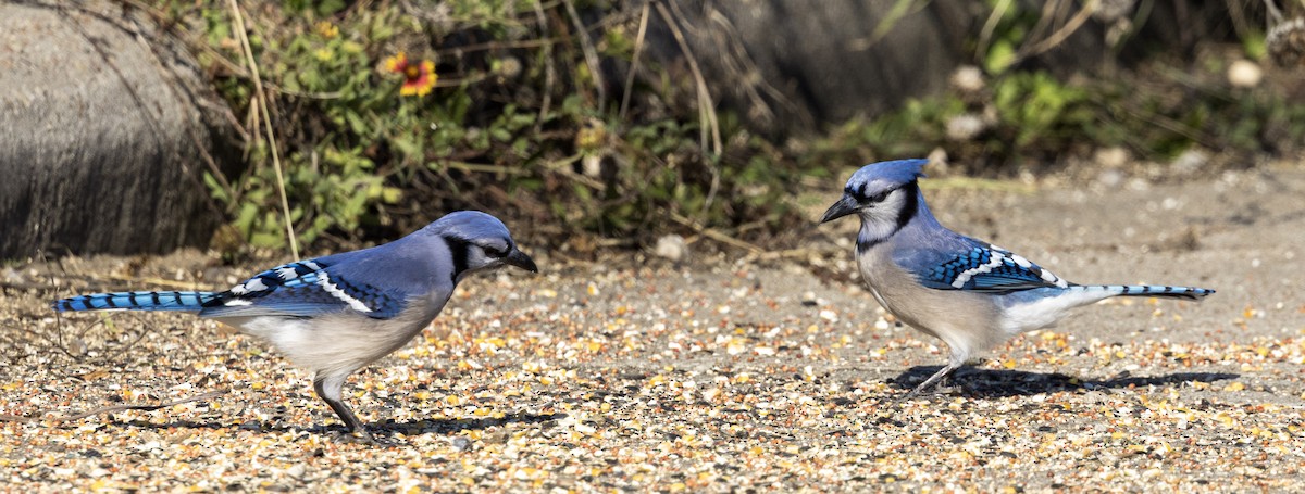 Blue Jay - ML647057395