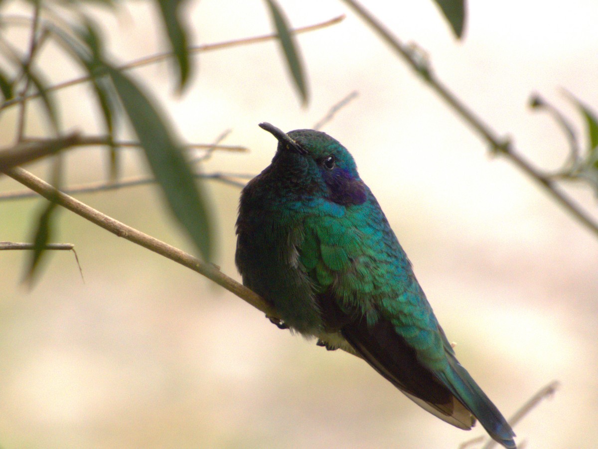Lesser Violetear - ML647057399