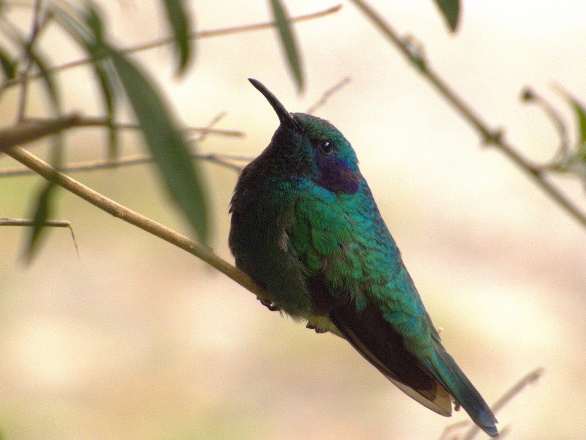 Lesser Violetear - ML647057400
