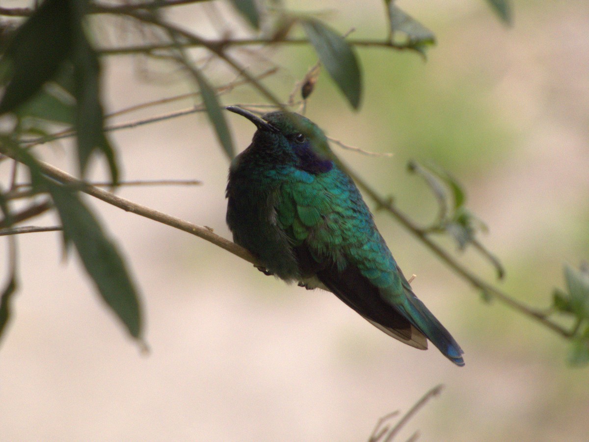 Lesser Violetear - ML647057401
