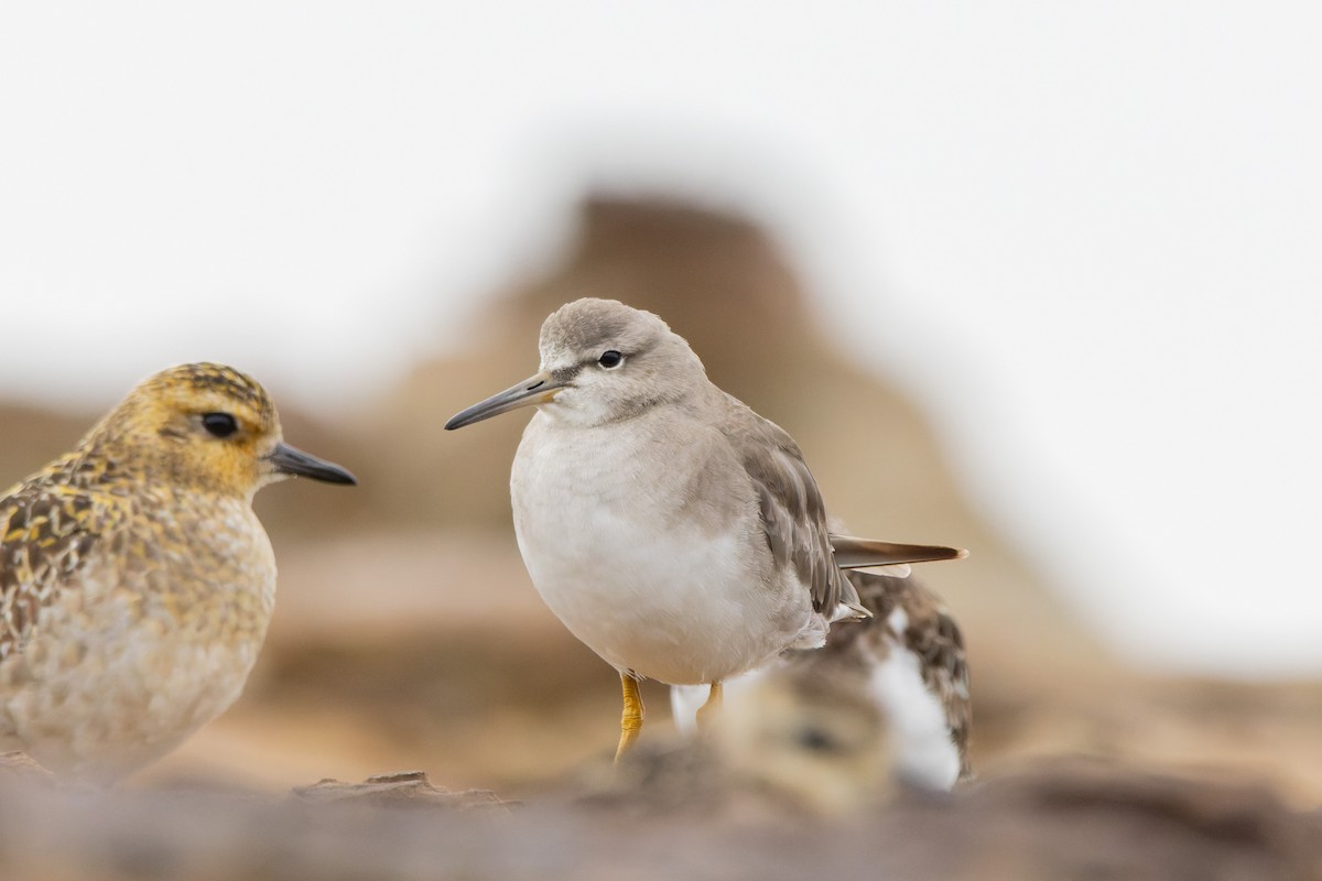 Gri Sırtlı Düdükçün - ML647057402