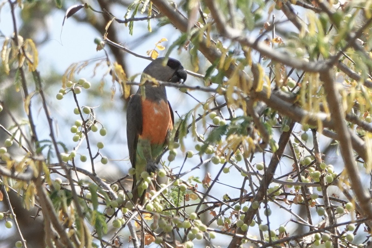 papoušek oranžovoprsý - ML647057403