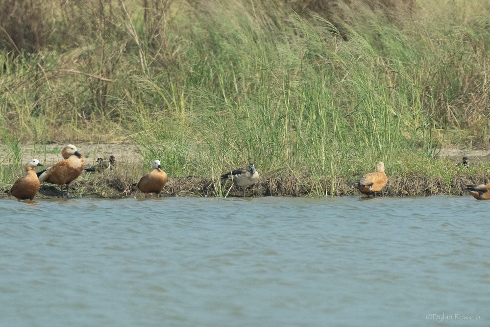 Knob-billed Duck - ML647057404