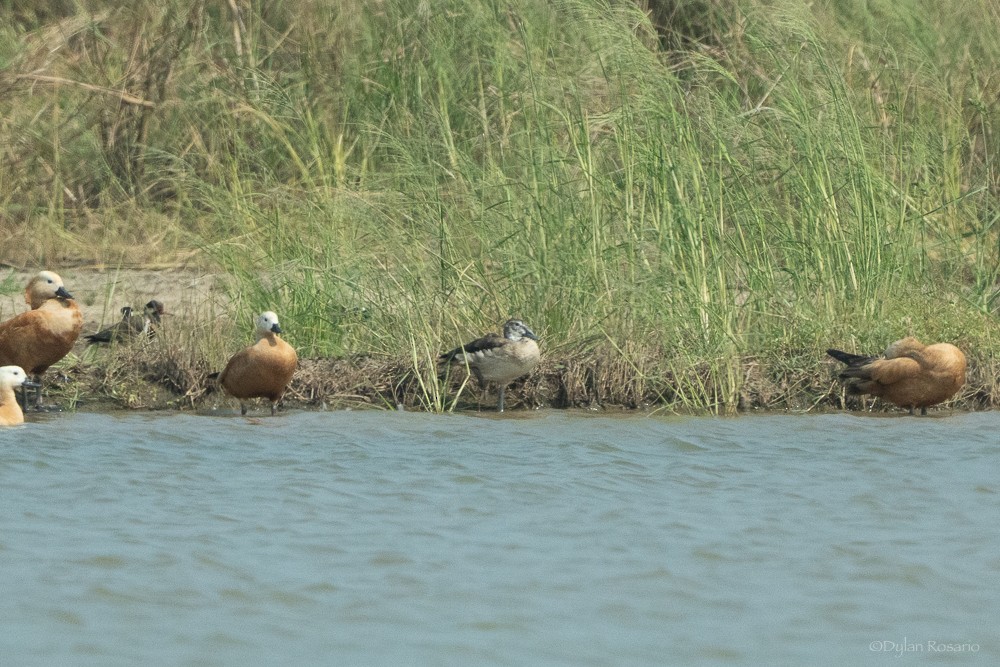Knob-billed Duck - ML647057405