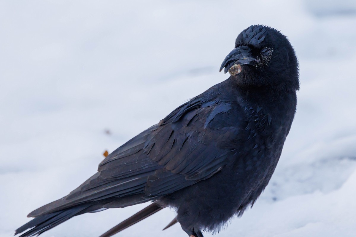 vrána americká - ML647057406