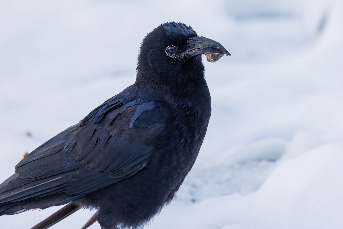 vrána americká - ML647057407