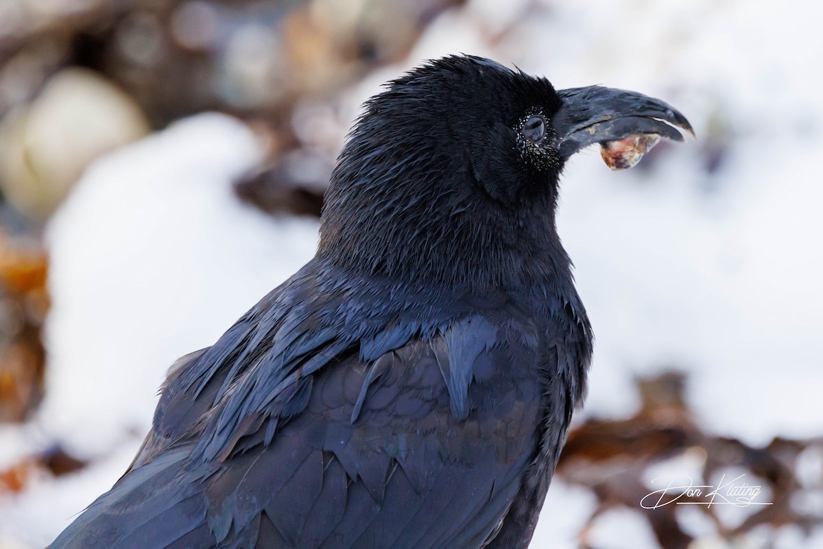 vrána americká - ML647057408