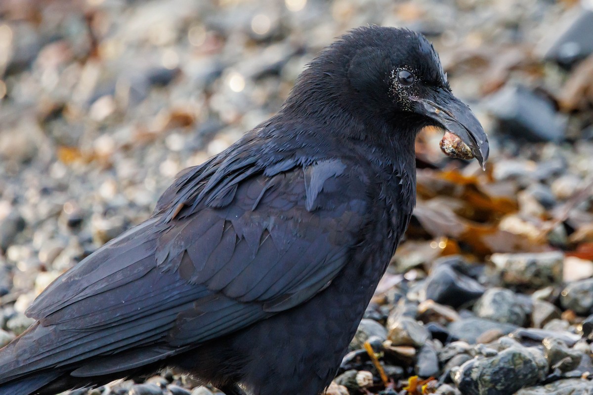 vrána americká - ML647057409