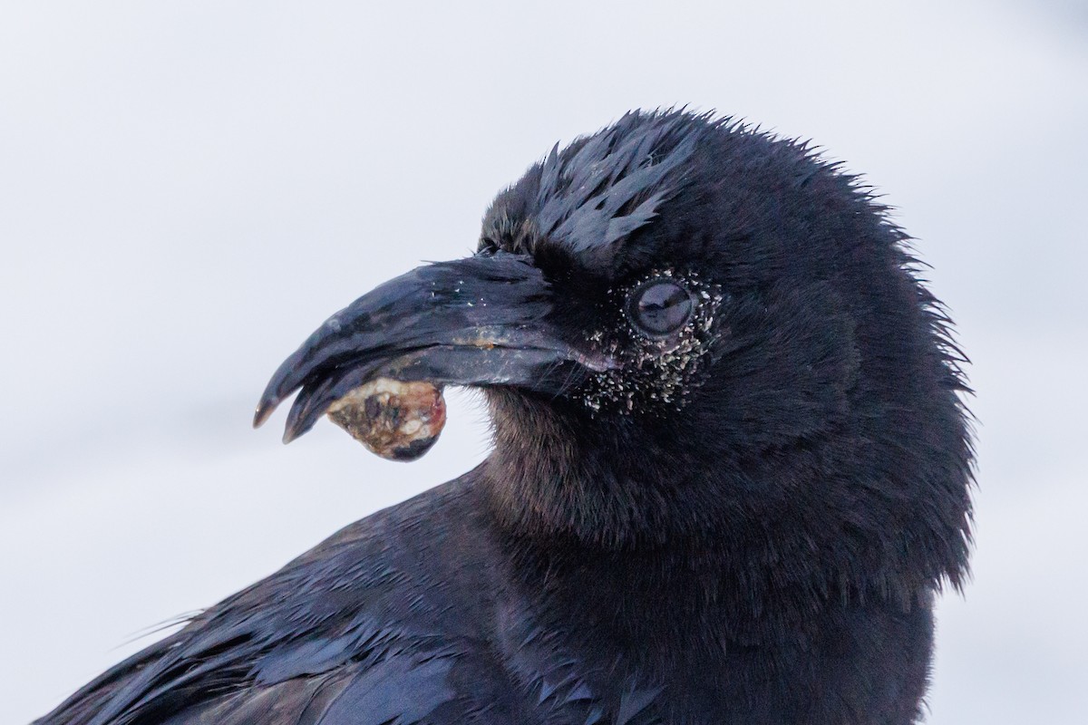 vrána americká - ML647057410