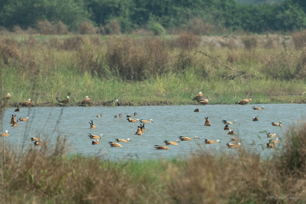 Ruddy Shelduck - ML647057415