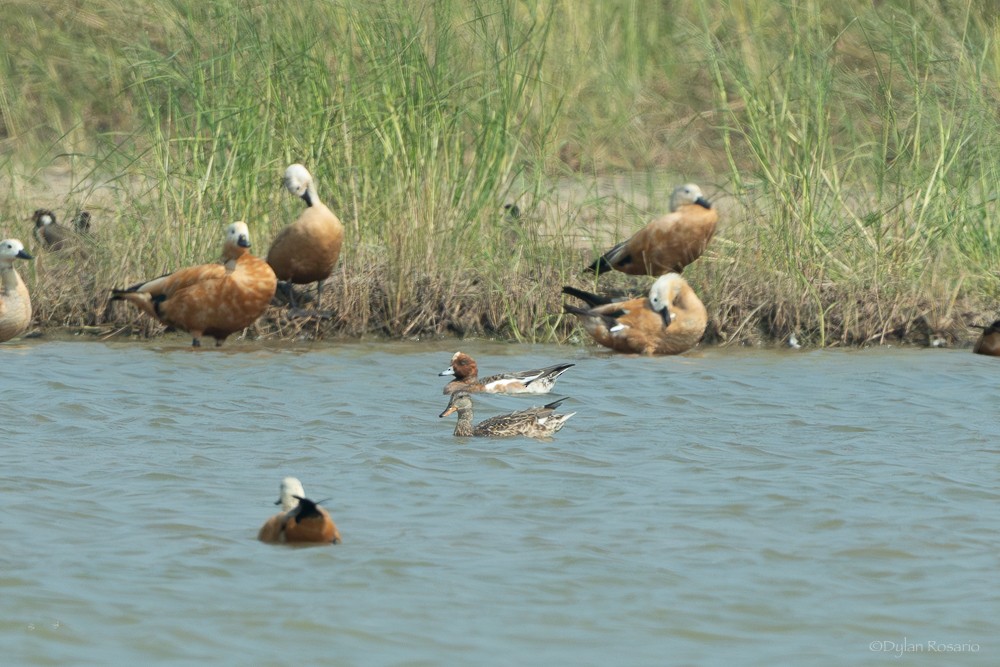 Eurasian Wigeon - ML647057420