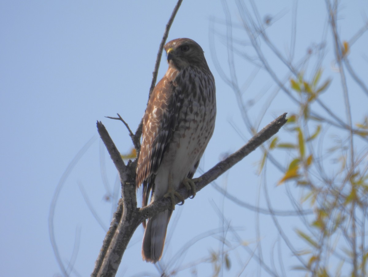 káně páskovaná - ML647057421