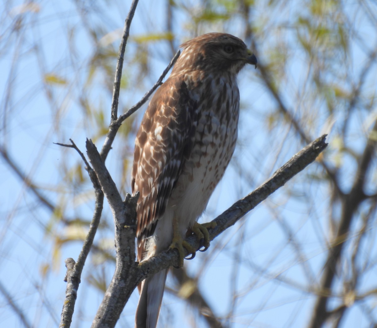 káně páskovaná - ML647057422