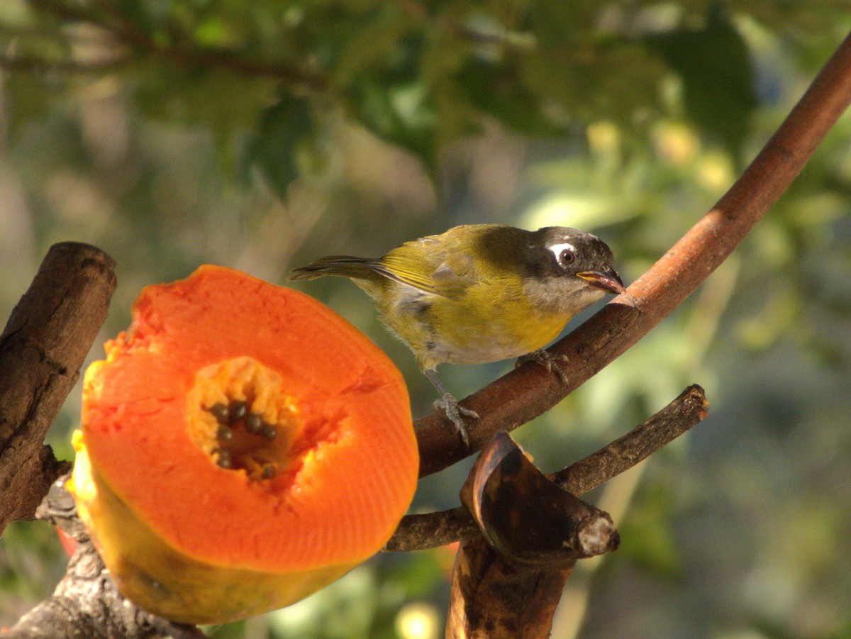 Common Chlorospingus - ML647057425