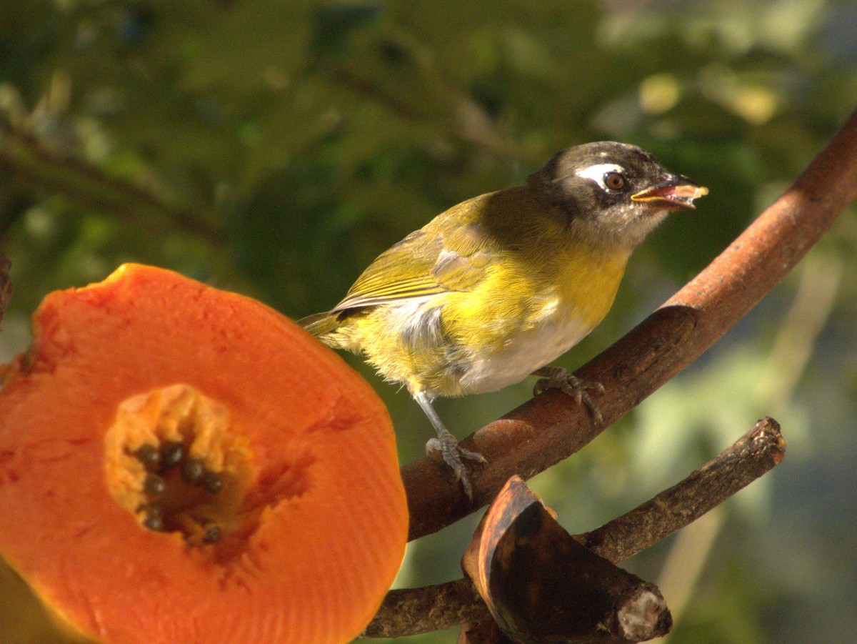 Common Chlorospingus - ML647057426