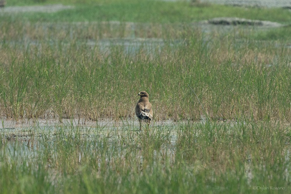 Indian/Greater Spotted Eagle - ML647057427