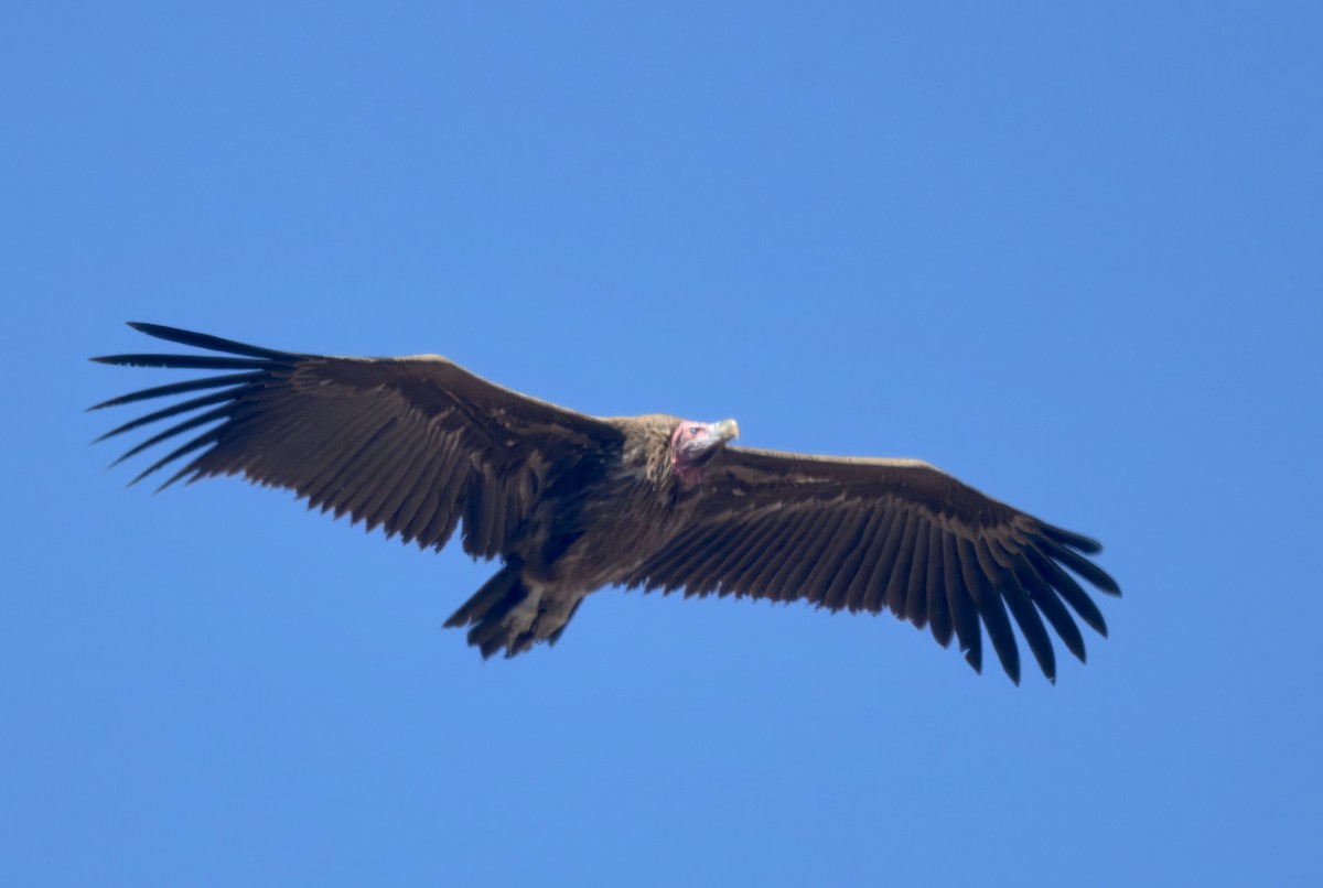 Lappet-faced Vulture - ML647057428