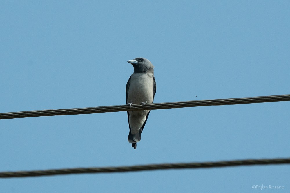 Ashy Woodswallow - ML647057432