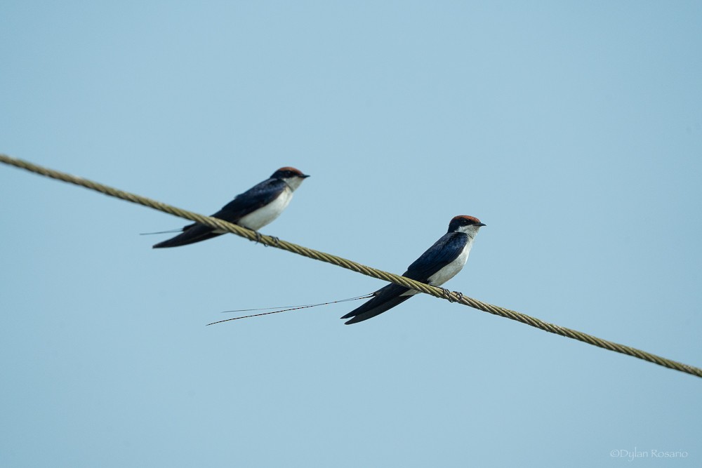 Wire-tailed Swallow - ML647057435