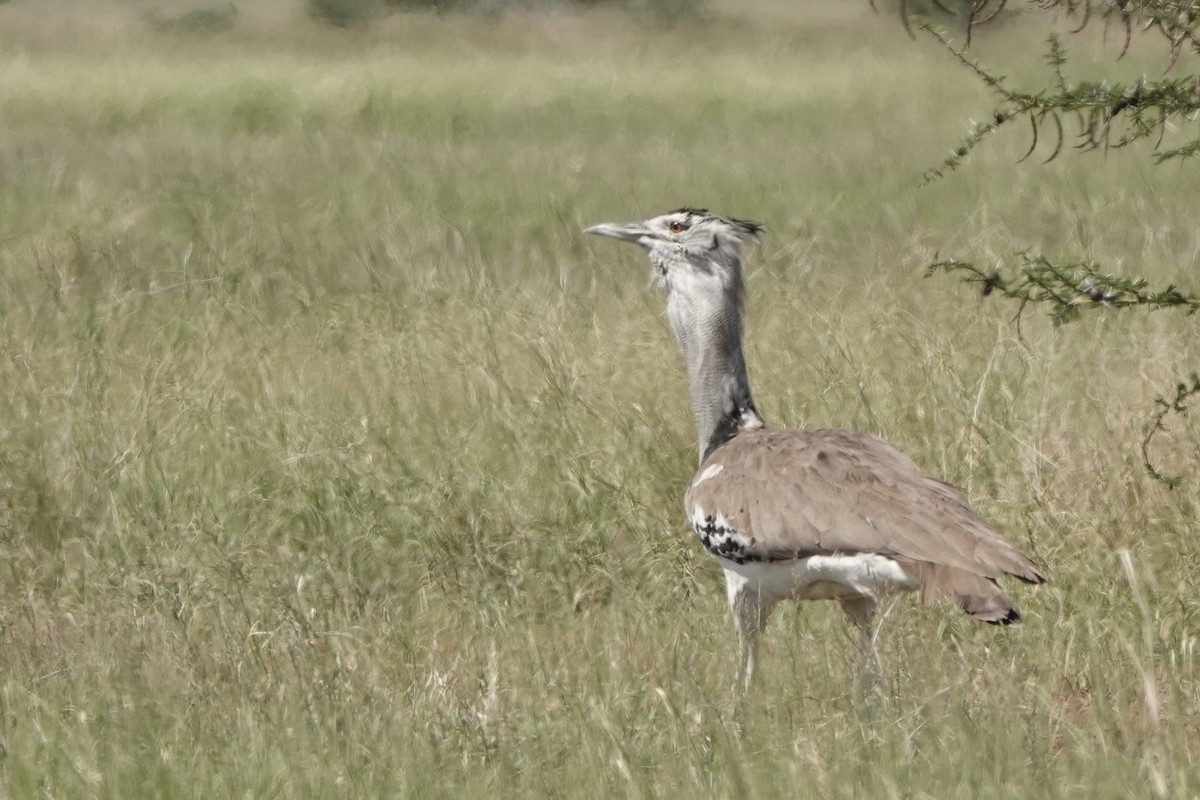 Riesentrappe - ML647057436