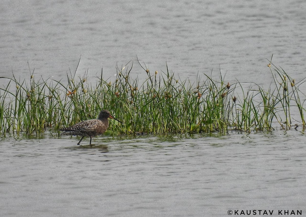Spotted Redshank - ML647057440