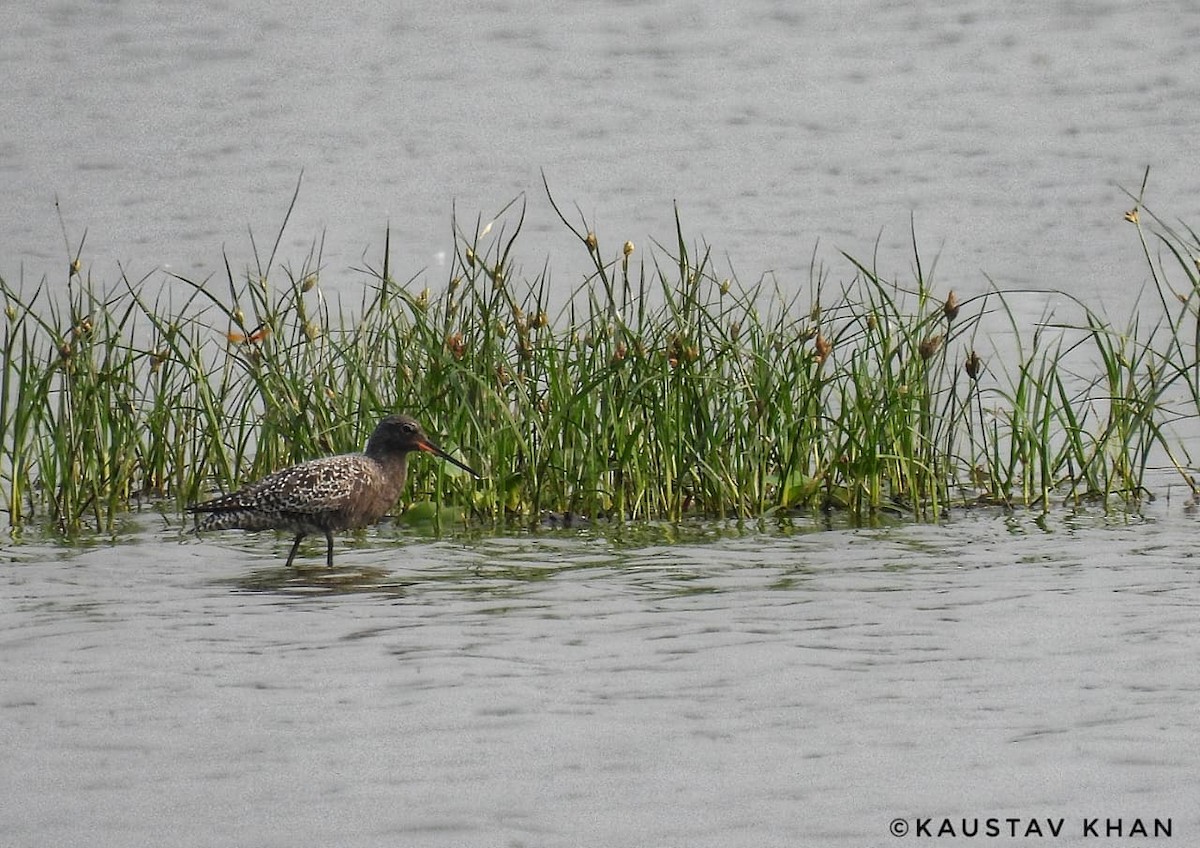 Spotted Redshank - ML647057441