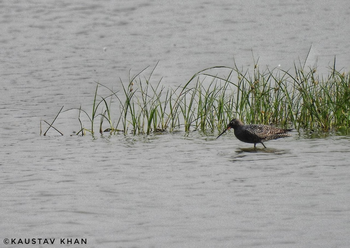 Spotted Redshank - ML647057442