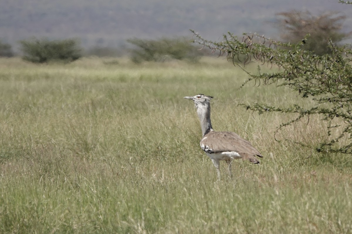 Riesentrappe - ML647057443