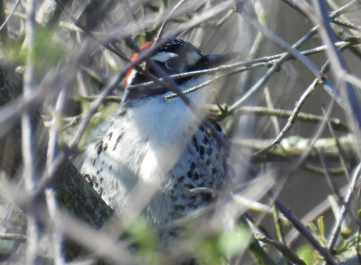 Nuttall's Woodpecker - ML647057444