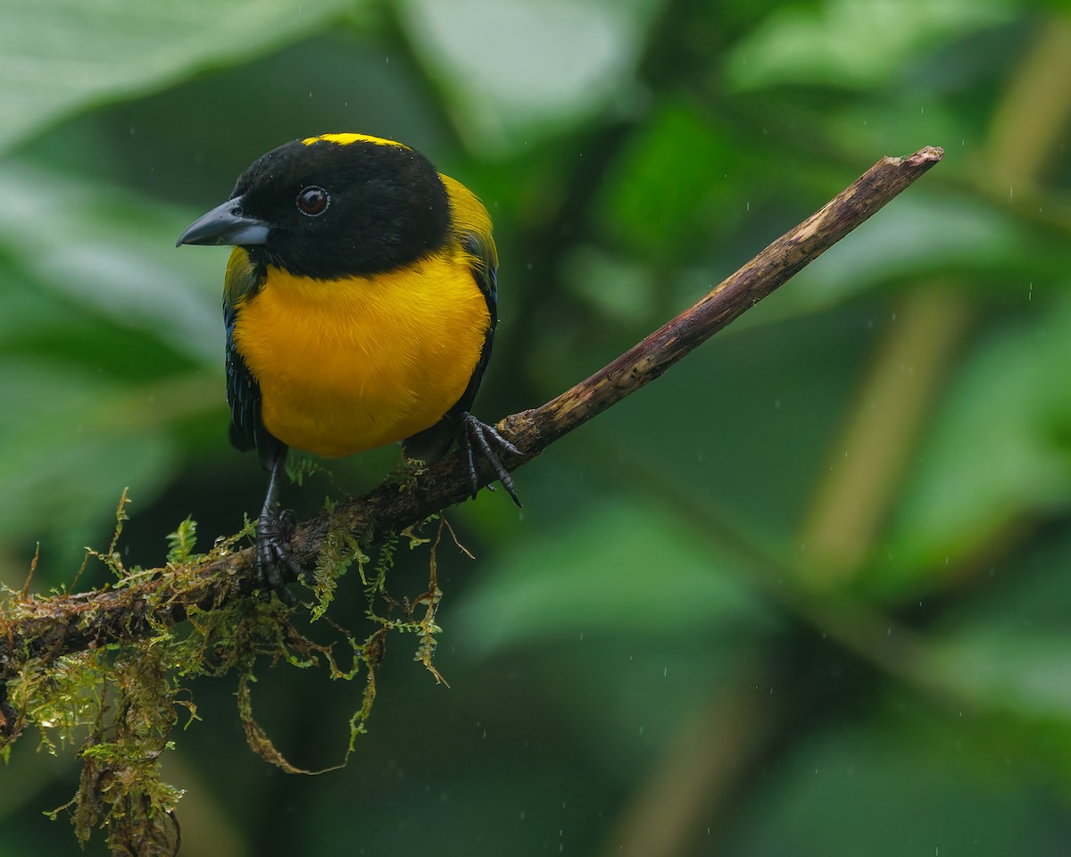 Kara Gıdılı Dağ Tangarası - ML647057445