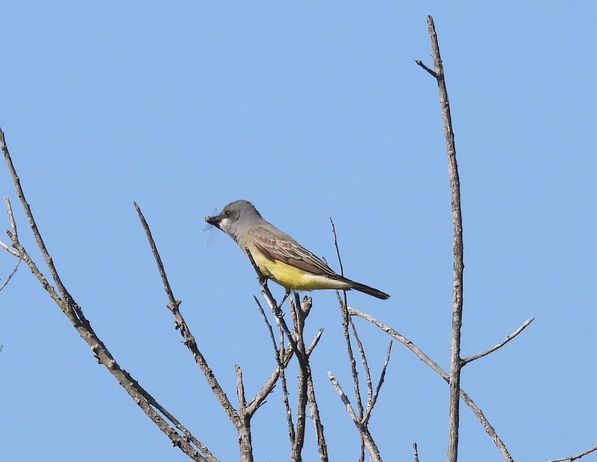 krattkongetyrann - ML647057452