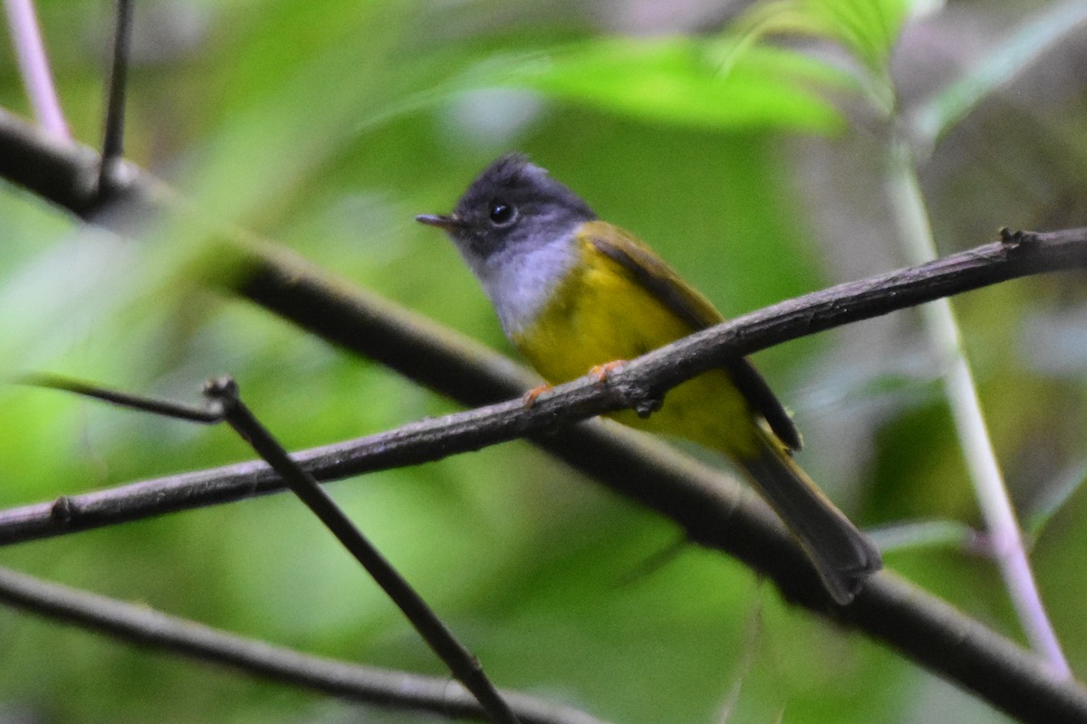 Gray-headed Canary-Flycatcher - ML647057453