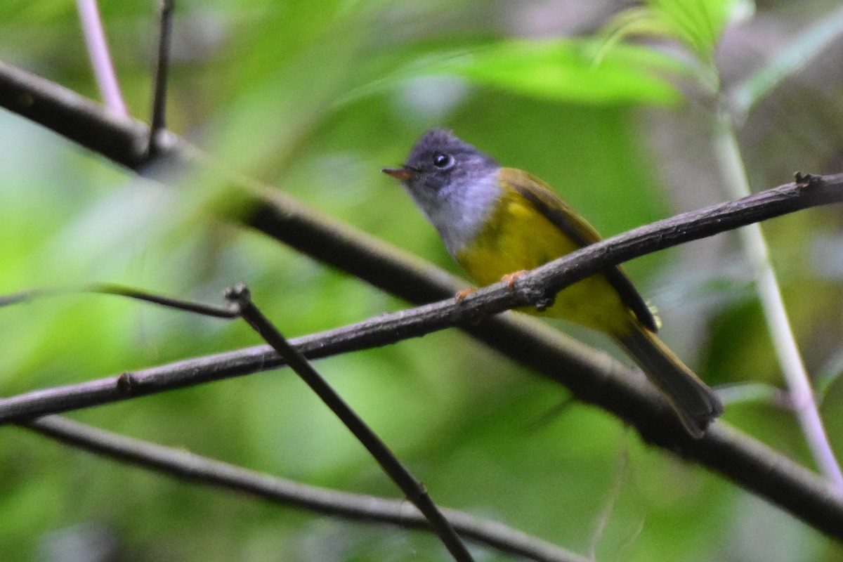Gray-headed Canary-Flycatcher - ML647057454