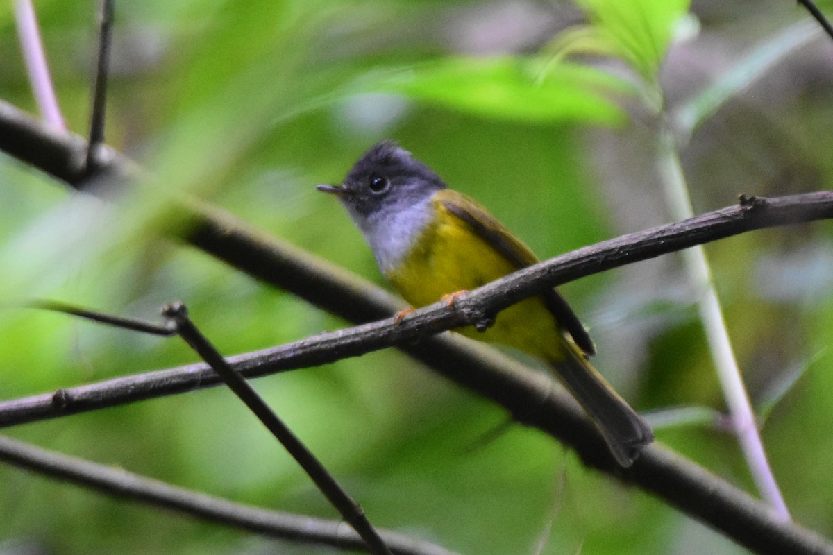 Gray-headed Canary-Flycatcher - ML647057455