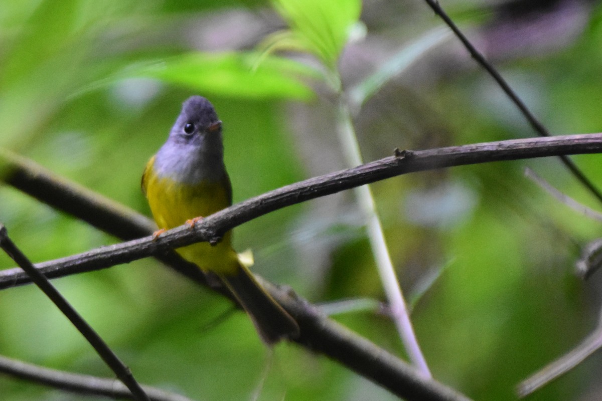 Gray-headed Canary-Flycatcher - ML647057456