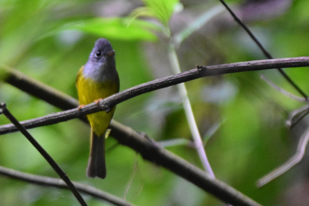 Gray-headed Canary-Flycatcher - ML647057457