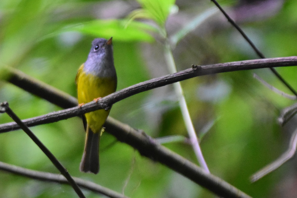 Gray-headed Canary-Flycatcher - ML647057459