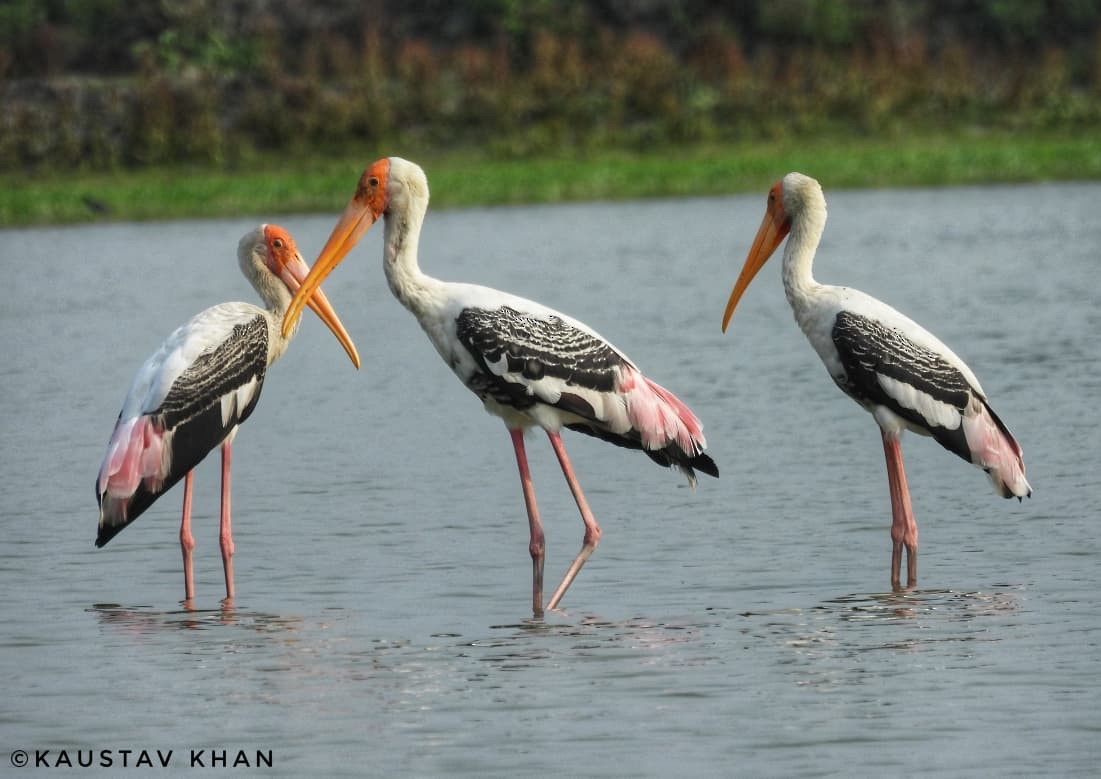 Painted Stork - ML647057464