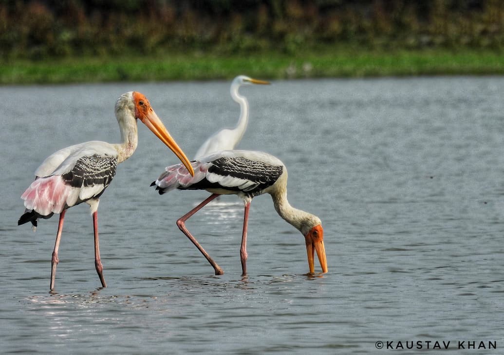Painted Stork - ML647057465