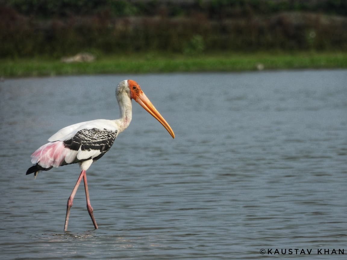 Painted Stork - ML647057466