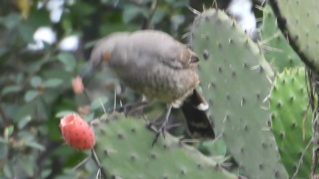 Curve-billed Thrasher - ML647057467