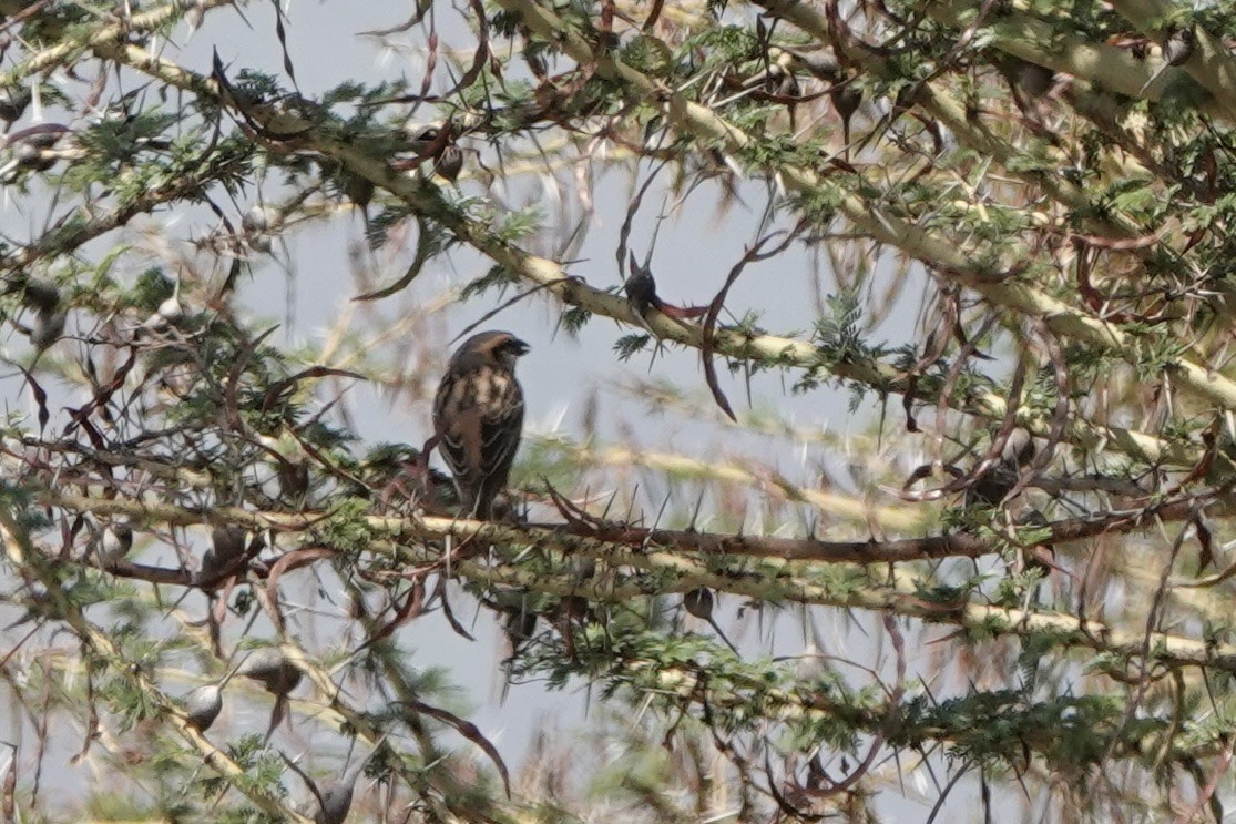 Moineau de Shelley - ML647057468