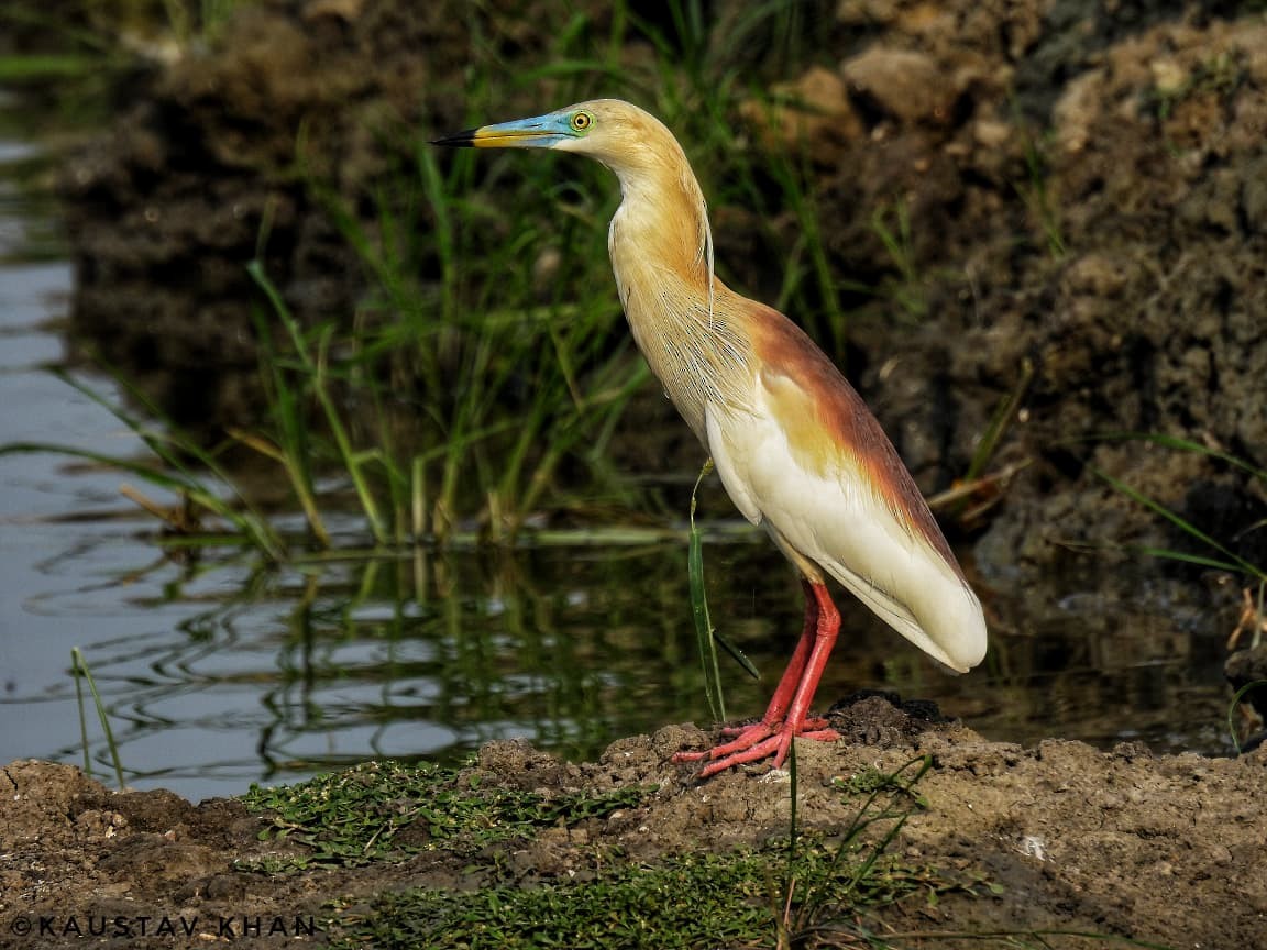 Indian Pond-Heron - ML647057470