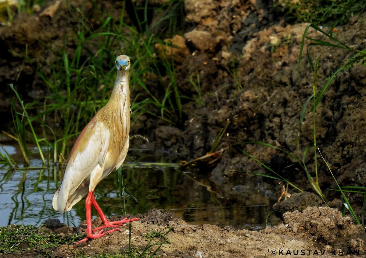 Indian Pond-Heron - ML647057471