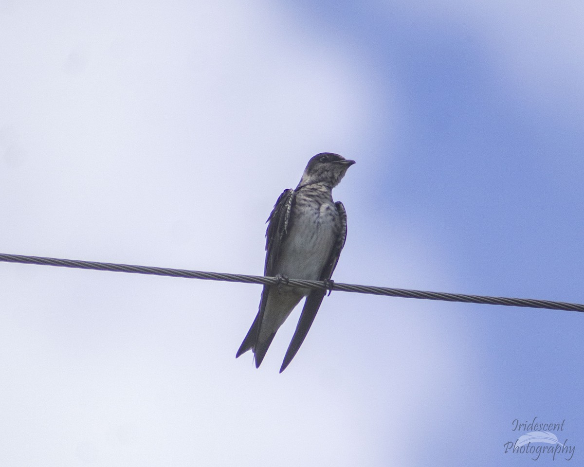 ムラサキツバメ - ML647057472