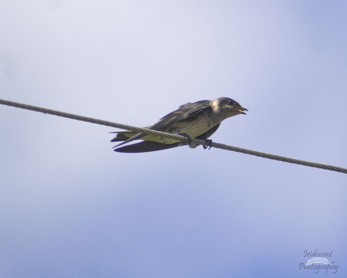 ムラサキツバメ - ML647057473